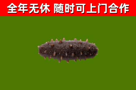 五大连池烟酒回收干海参.jpg